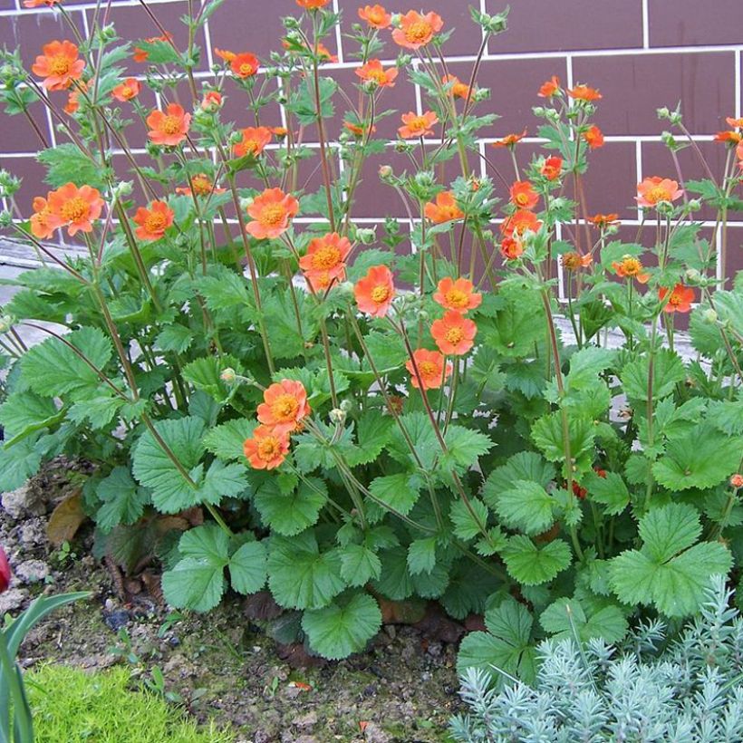 Tulikellukka Werner Arends (Kasvutapa)