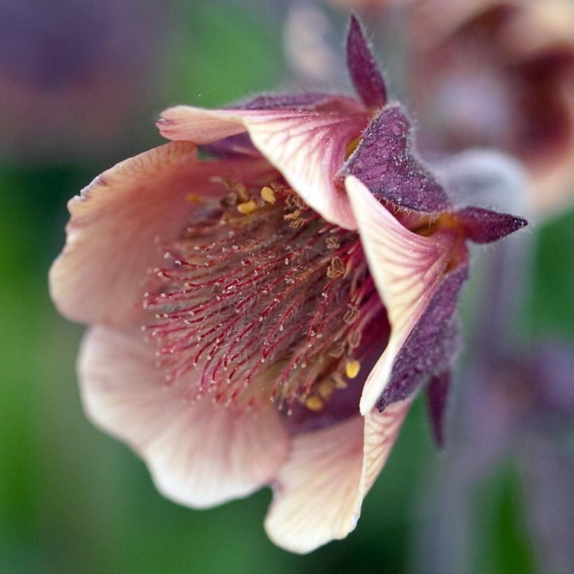 Ojakellukka - Geum rivale (Kukinta)