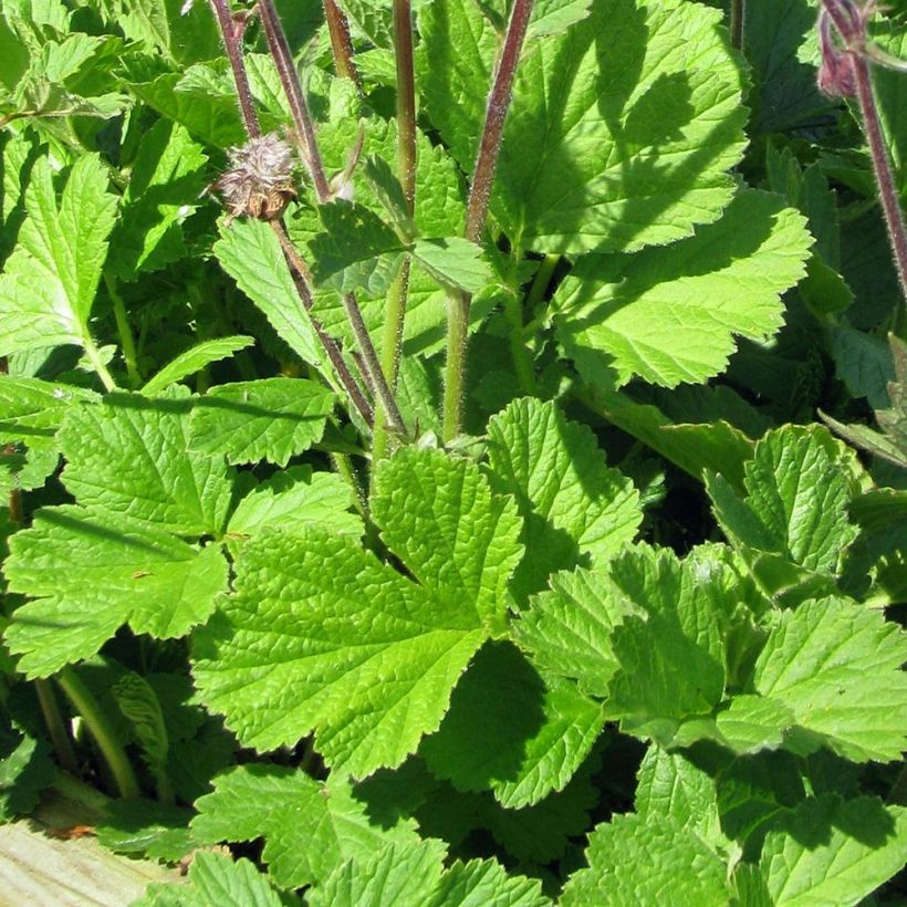 Ojakellukka - Geum rivale (Lehvistö)
