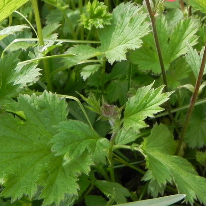 Ojakellukka Leonard's Variety (Lehvistö)