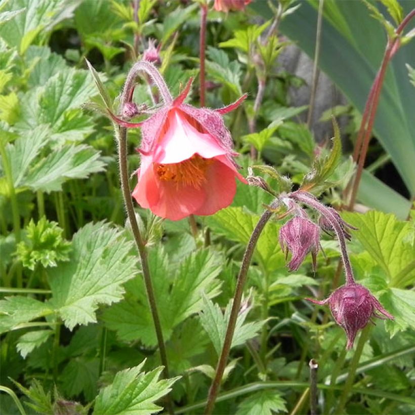 Ojakellukka Leonard's Variety (Kukinta)