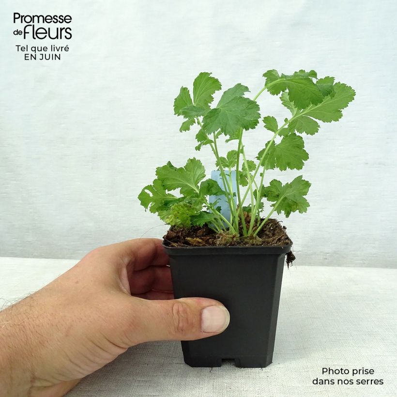Esimerkki kesällä toimitetusta Ojakellukka Leonard's Variety Taimiruukku 7/8 cm-taimesta