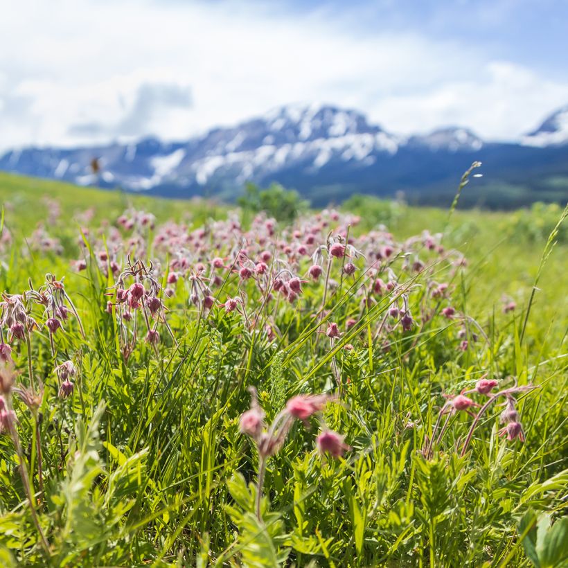 Sulkakellukka - Geum triflorum (Kasvutapa)