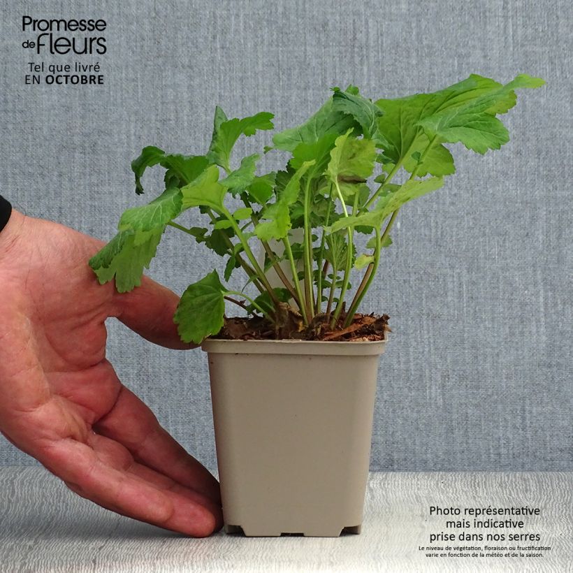 Esimerkki syksyllä toimitetusta Kyläkellukka - Geum urbanum 8/9 cm taimiruukku-taimesta