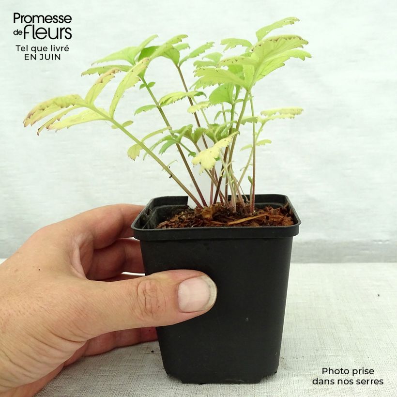 Esimerkki kesällä toimitetusta Kyläkellukka - Geum urbanum Taimiruukku 8/9 cm-taimesta