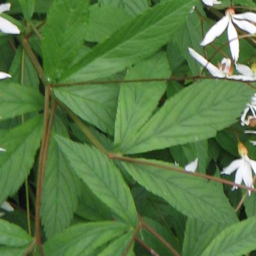 Enkeliperhoangervo - Gillenia trifoliata (Lehvistö)
