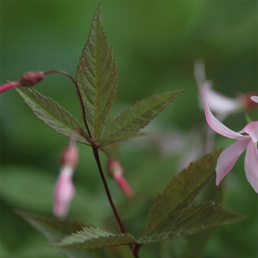 Enkeliperhoangervo Pink Profusion (Lehvistö)