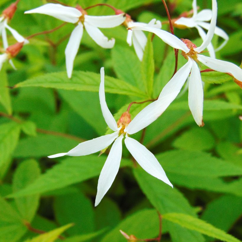 Enkeliperhoangervo - Gillenia trifoliata (Kukinta)