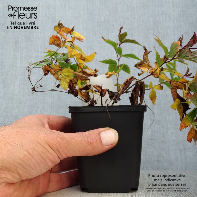 Esimerkki syksyllä toimitetusta Enkeliperhoangervo - Gillenia trifoliata 8/9 cm taimiruukku-taimesta