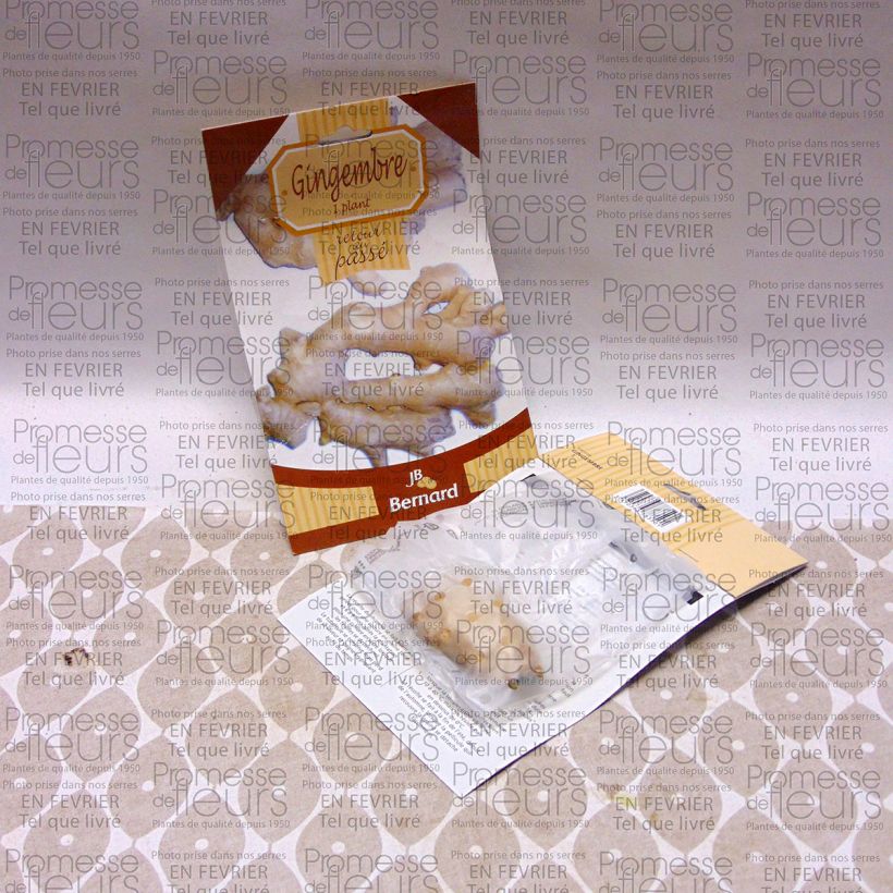 Esimerkki toimitetusta Mausteinkivääri - Zingiber officinale Paljaat juuret-taimesta