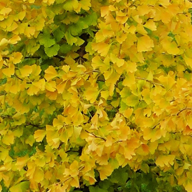 Neidonhiuspuu fastigiata Gold Flame (Lehvistö)