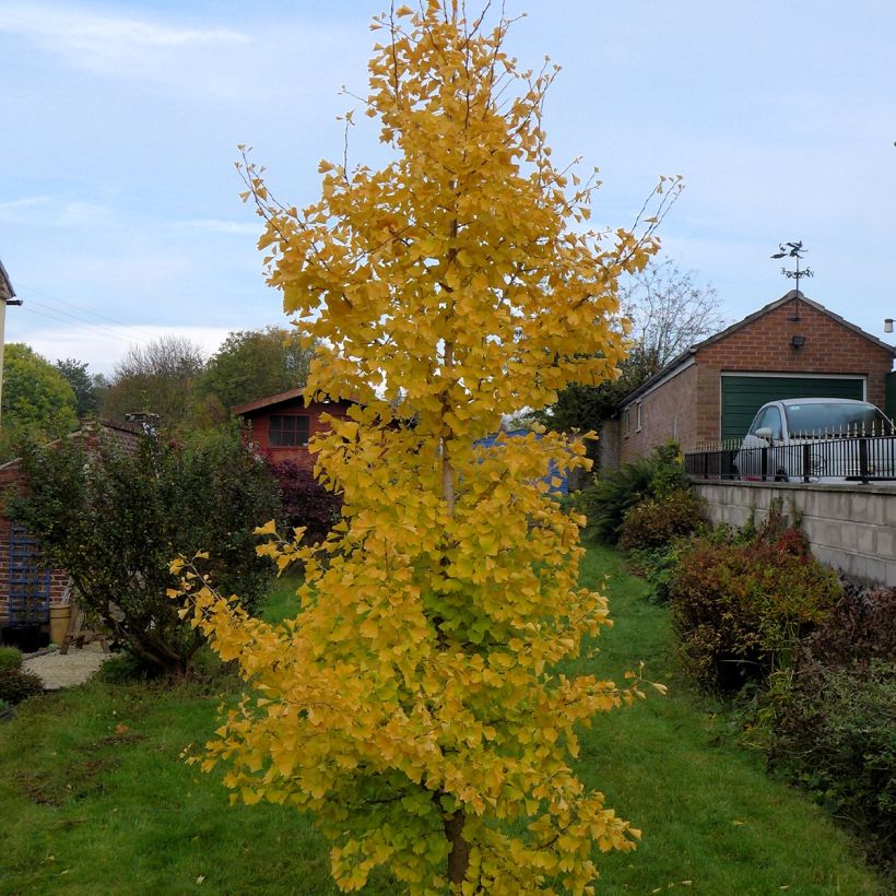 Neidonhiuspuu fastigiata Gold Flame (Kasvutapa)