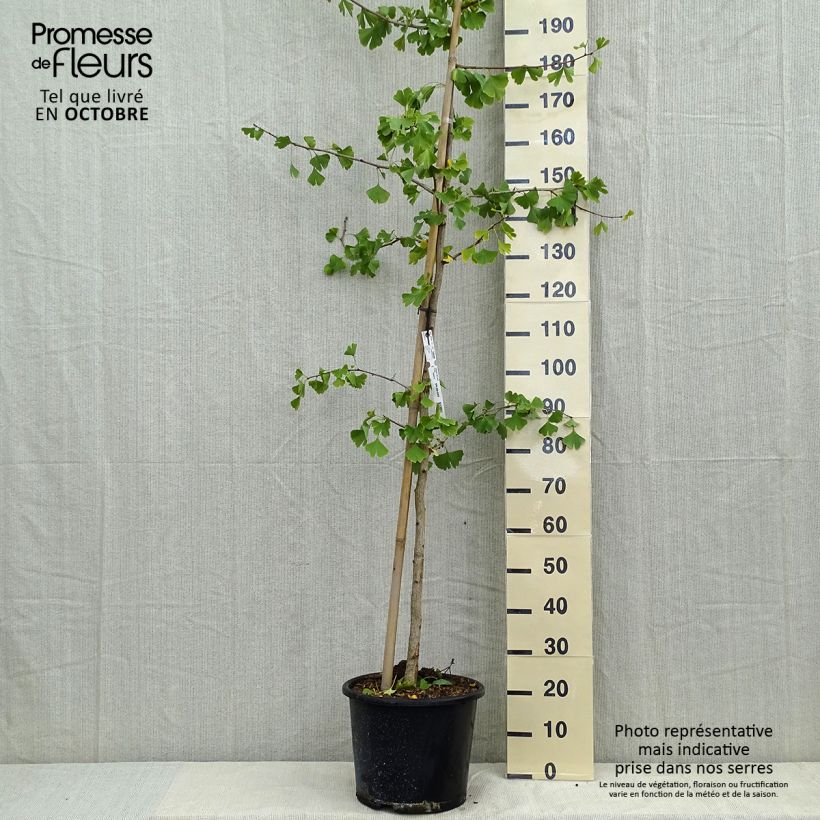Esimerkki syksyllä toimitetusta Neidonhiuspuu - Ginkgo biloba 6 litran/7 litran ruukku-taimesta