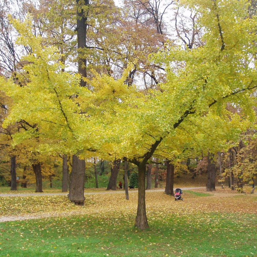 Neidonhiuspuu Horizontalis (Kasvutapa)