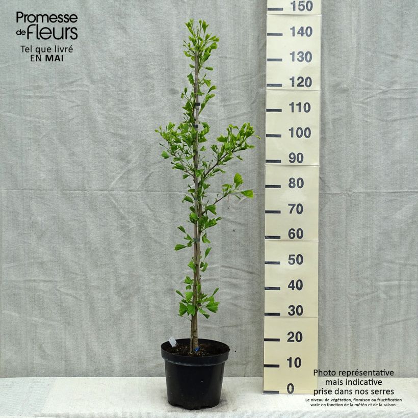 Esimerkki keväällä toimitetusta Neidonhiuspuu Saratoga Pot de 6L/7L-taimesta