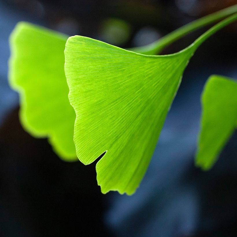 Neidonhiuspuu Pendula (Lehvistö)