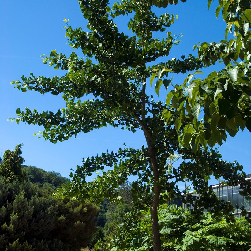 Neidonhiuspuu Pendula (Kasvutapa)