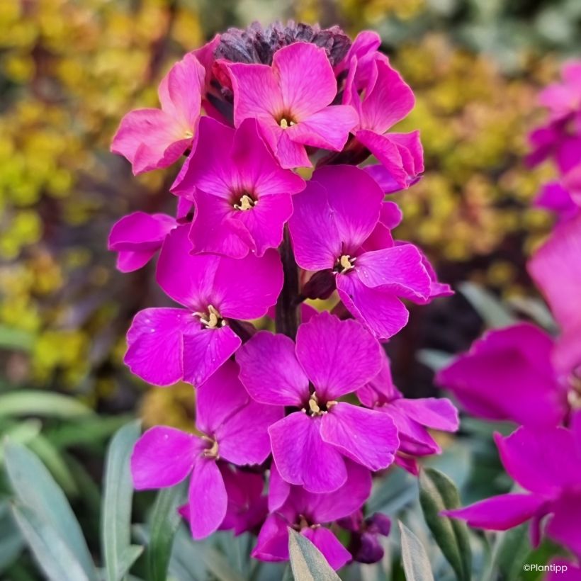 Kultalakka Colour Vibe Purple (Kukinta)