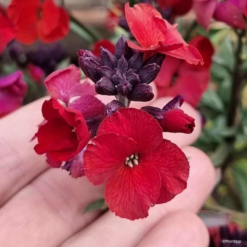 Kultalakka Colour Vibe Red (Kukinta)