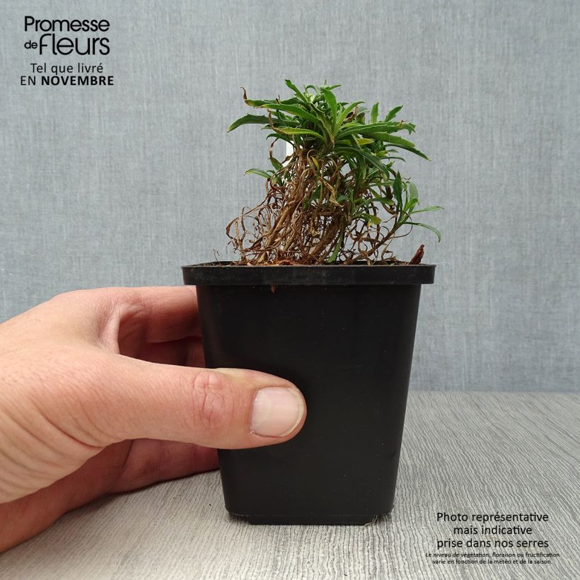 Esimerkki syksyllä toimitetusta Kultalakka Constant Cheer 8/9 cm taimiruukku-taimesta