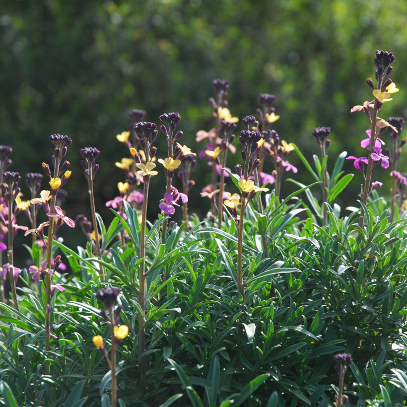 Ukonnaurii - Erysimum mutabile (Kasvutapa)