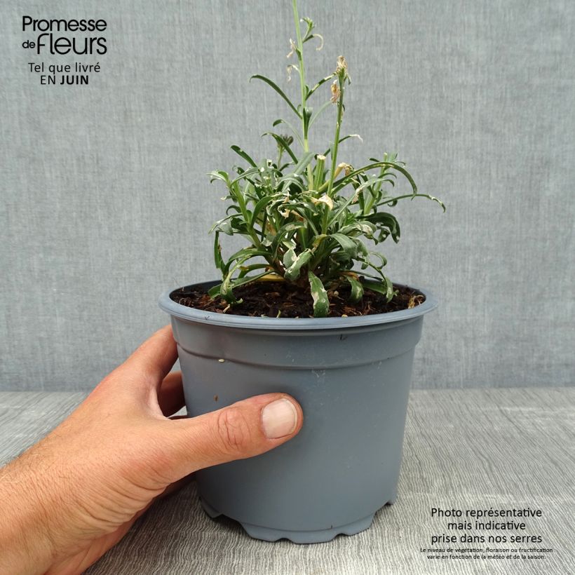 Esimerkki kesällä toimitetusta Kultalakka Bowles Mauve Pot de 2L/3L-taimesta