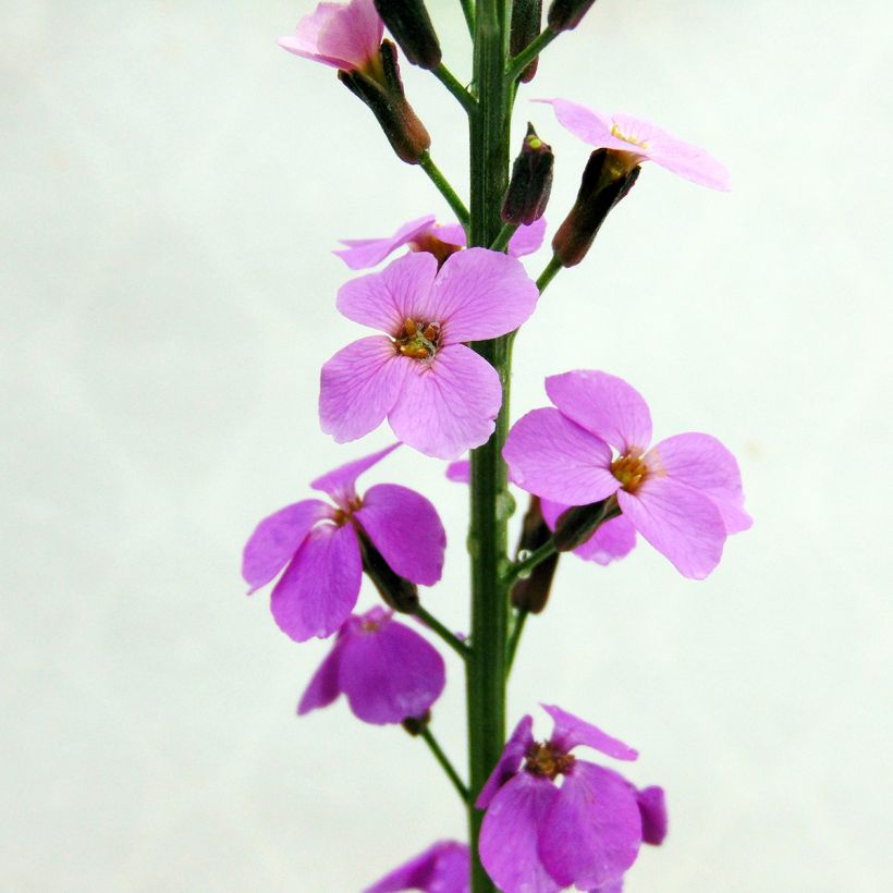 Kultalakka Bowles Mauve (Kukinta)