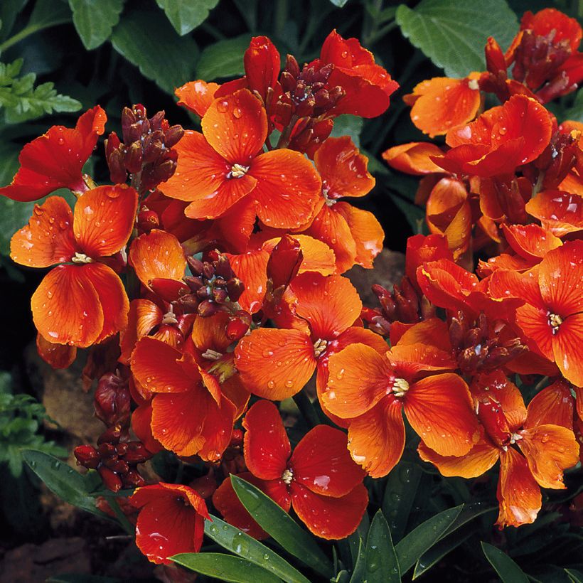 Kultalakka Bedder Scarlet (Kukinta)