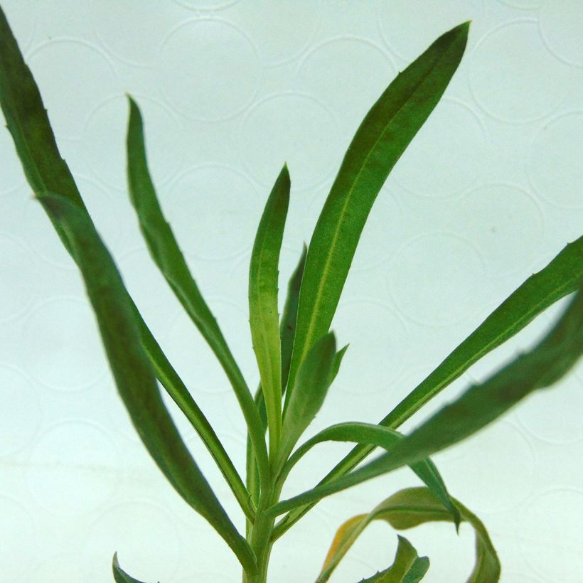 Kultalakka Winter Orchid (Lehvistö)