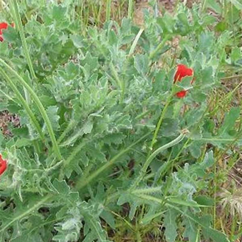 Punaneidonunikko - Glaucium corniculatum (Lehvistö)