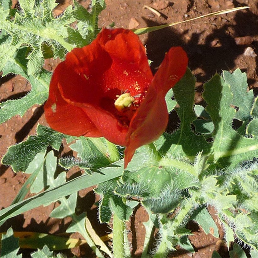 Punaneidonunikko - Glaucium corniculatum (Kukinta)
