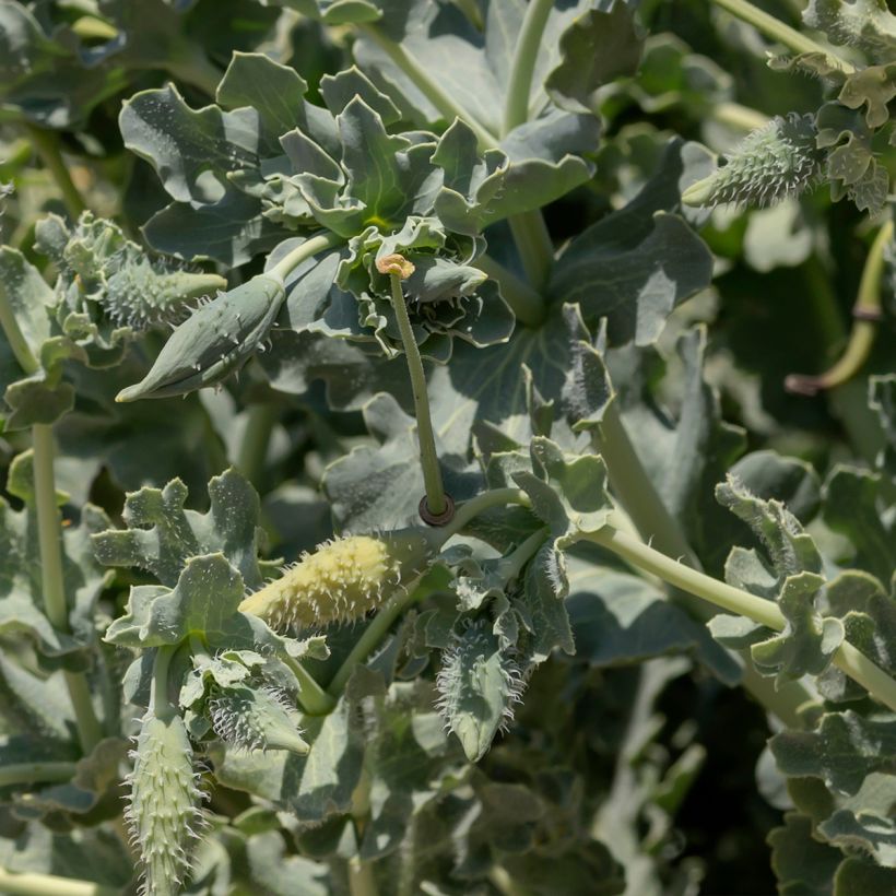 Keltaneidonunikko - Glaucium flavum (Lehvistö)