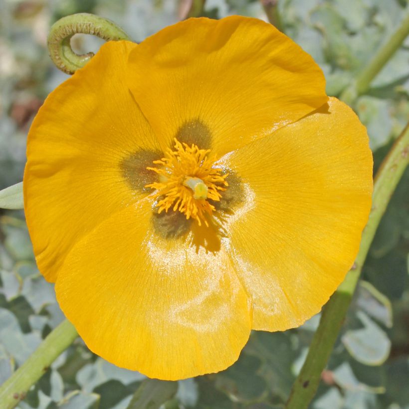 Keltaneidonunikko - Glaucium flavum (Kukinta)