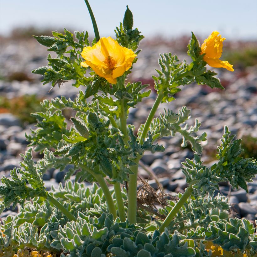 Keltaneidonunikko - Glaucium flavum (Kasvutapa)
