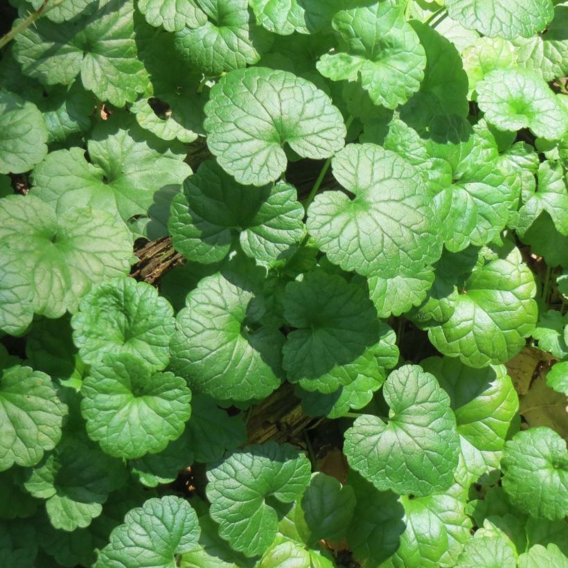 Maahumala - Glechoma hederacea (Lehvistö)