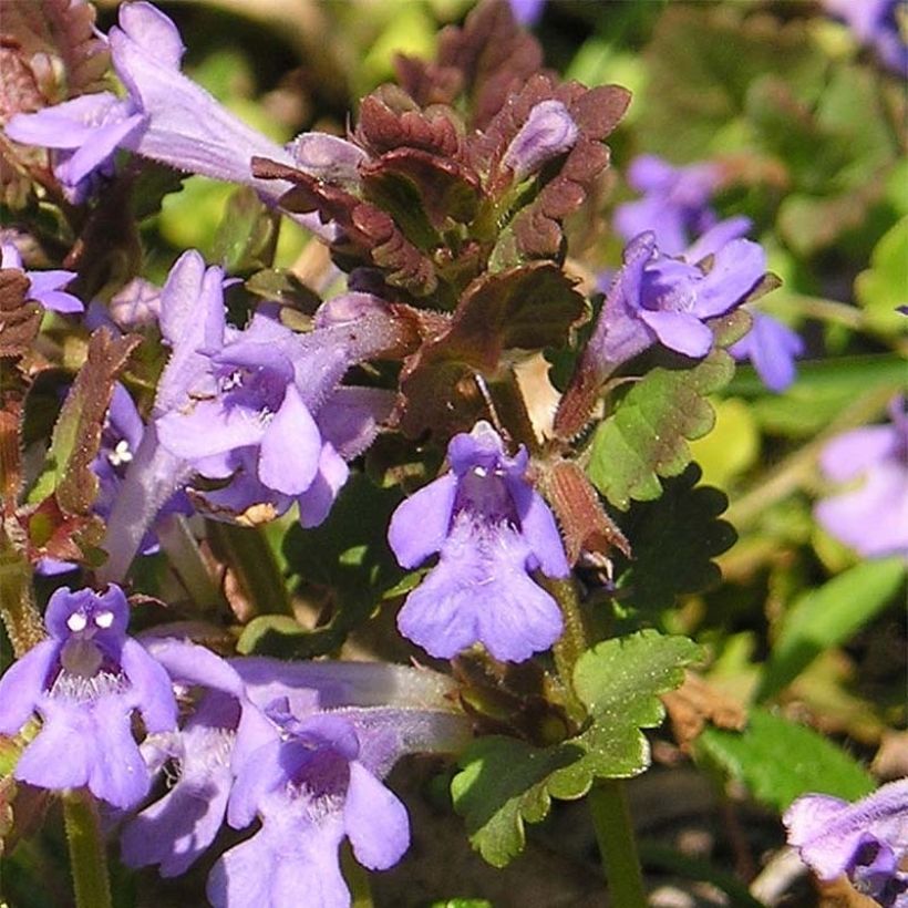 Maahumala - Glechoma hederacea (Kukinta)