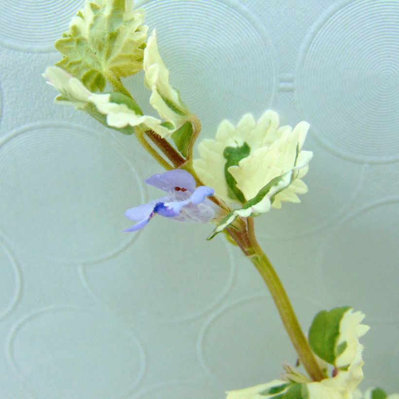 Maahumala Variegata (Kukinta)