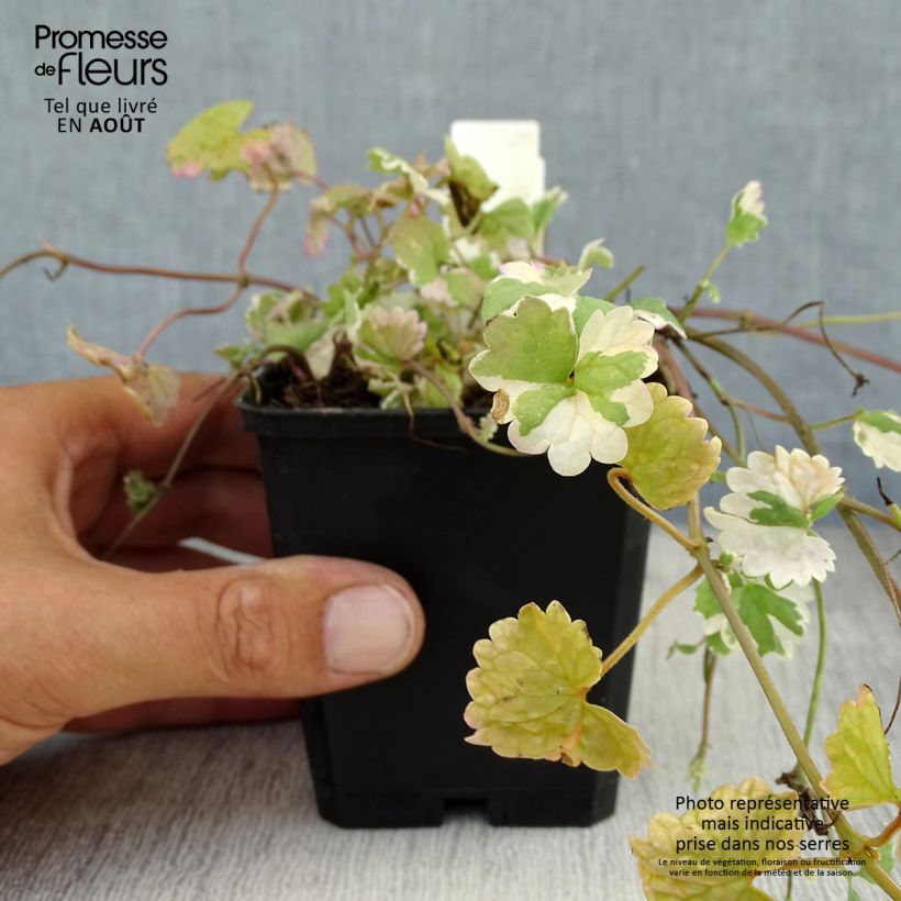 Esimerkki kesällä toimitetusta Maahumala Variegata Taimiruukku 8/9 cm-taimesta