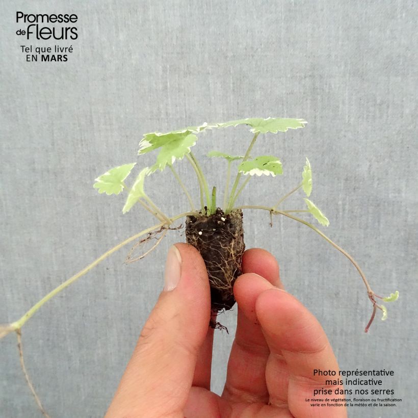 Esimerkki keväällä toimitetusta Maahumala Variegata Minipaakku Ø 1,5/2,5 cm-taimesta