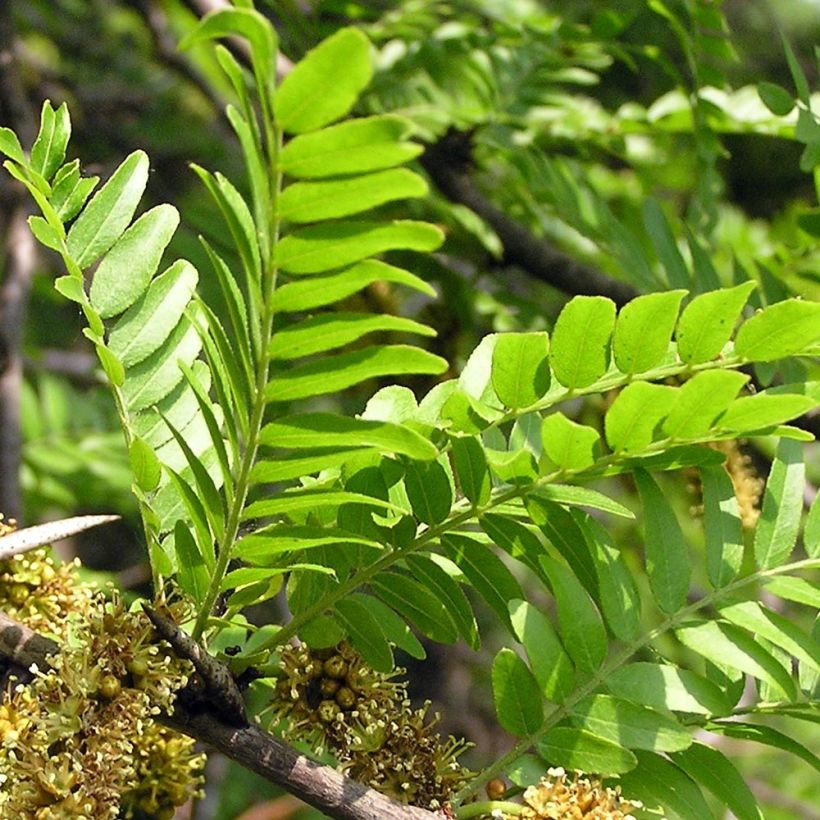 Lännenkolmioka - Gleditsia triacanthos (Lehvistö)