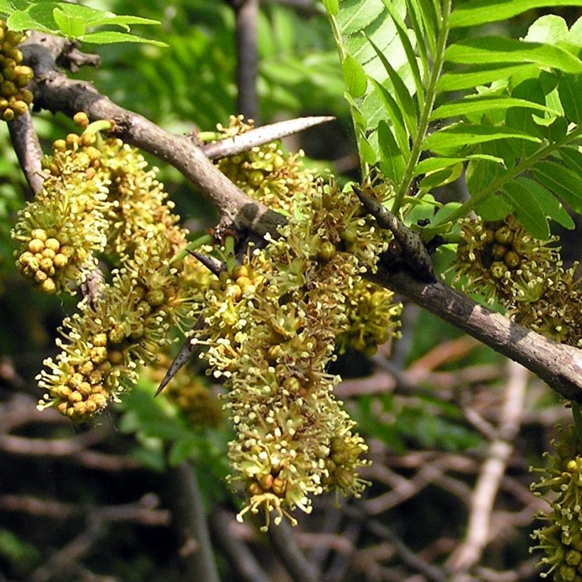 Lännenkolmioka - Gleditsia triacanthos (Kukinta)