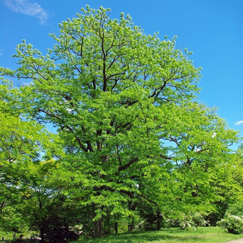 Lännenkolmioka - Gleditsia triacanthos (Kasvutapa)