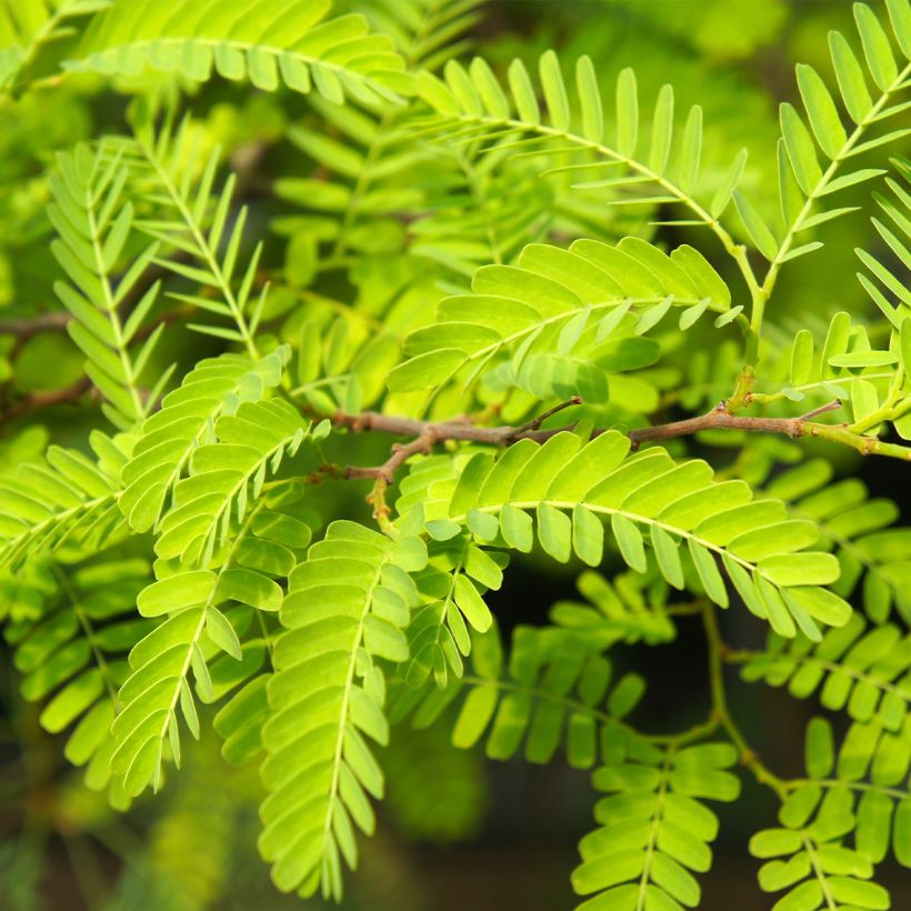 Lännenkolmioka Elegantissima (Lehvistö)