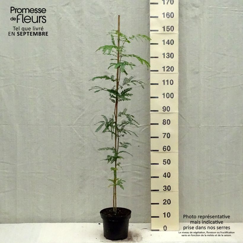 Esimerkki syksyllä toimitetusta Lännenkolmioka - Gleditsia triacanthos 4 litran/5 litran ruukku-taimesta