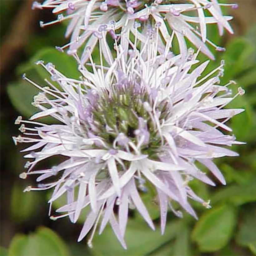 Sinipallo - Globularia cordifolia (Kukinta)