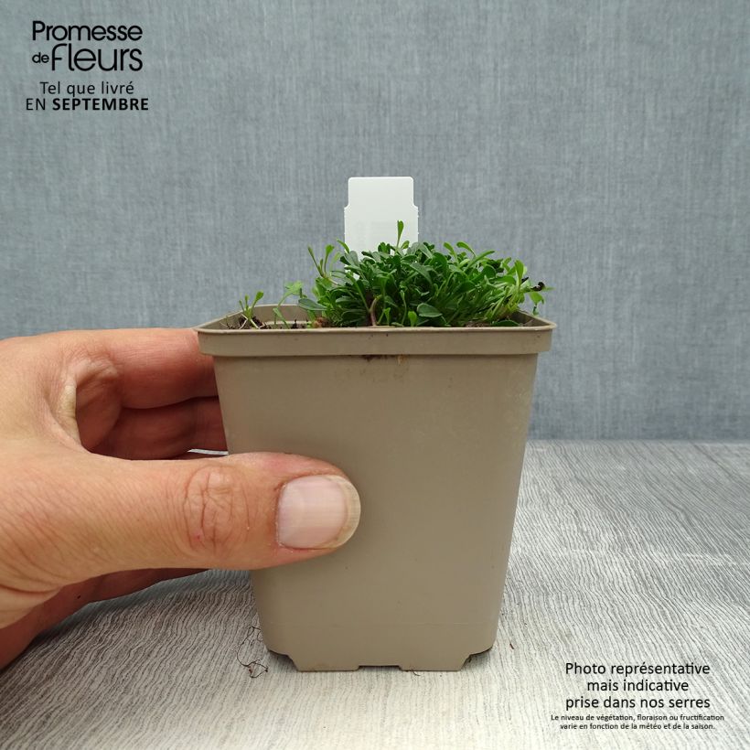 Esimerkki syksyllä toimitetusta Sinipallo - Globularia cordifolia 8/9 cm taimiruukku-taimesta