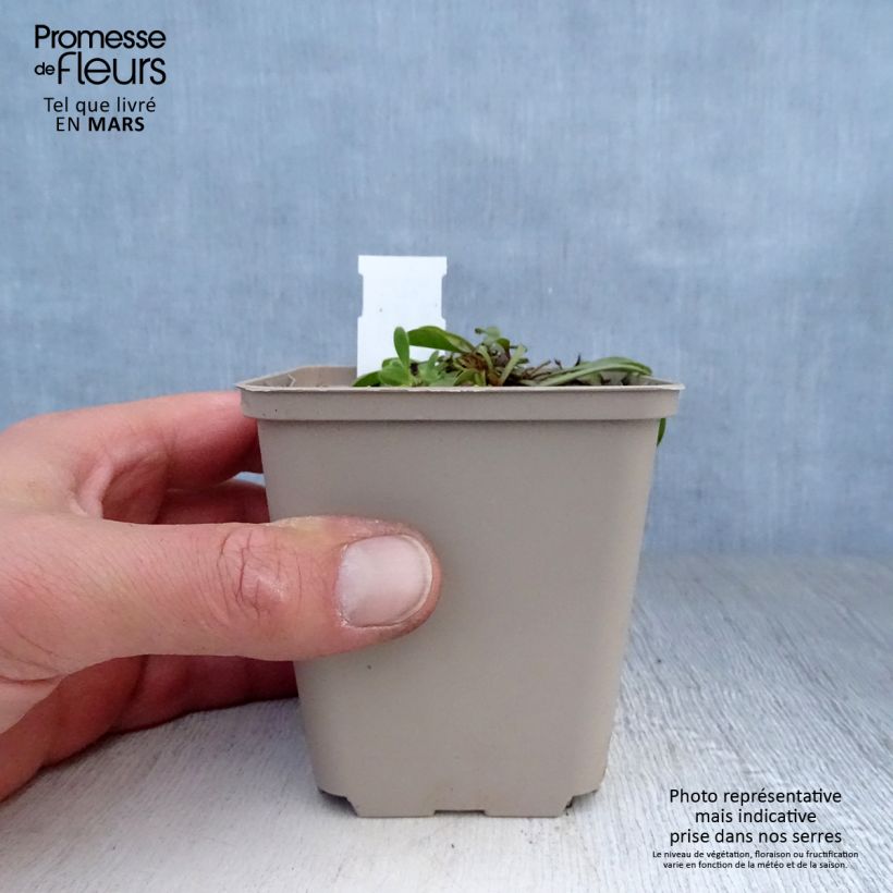 Esimerkki keväällä toimitetusta Sinipallo - Globularia trichosantha Taimiruukku 8/9 cm-taimesta
