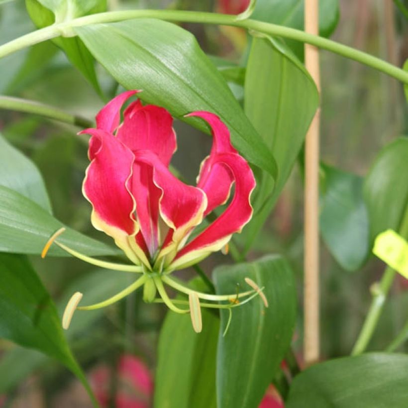 Keijunlilja - Gloriosa superba var. rothschildiana (Flowering)