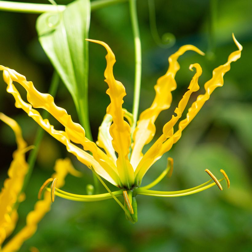 Keijunlilja Lutea (Kukinta)
