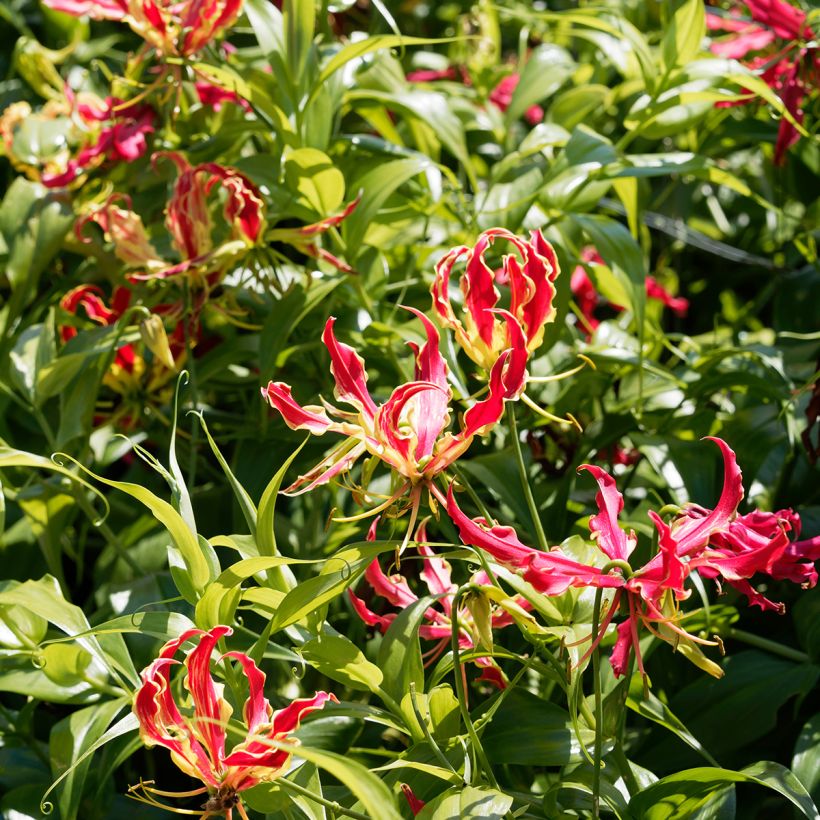 Keijunlilja - Gloriosa superba var. rothschildiana (Plant habit)